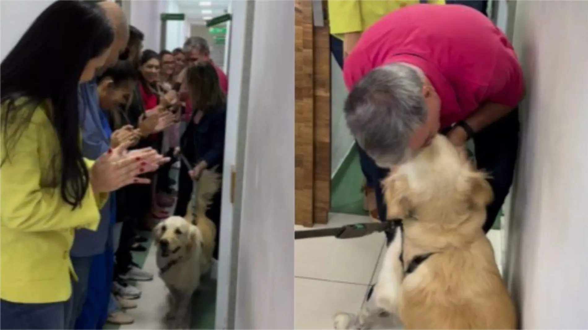 Este es el video de un tierno perrito que recibe una cálida despedida en el hospital